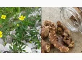 Зображення для оголошення Екстракт калгана