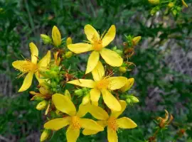Зображення для оголошення Звіробою трава (Herba hyperici)