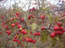 Зображення для оголошення Плоди(ягода) Глоду (Глід-Боярка-CRATAEGI FRUCTUS)
