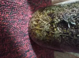 Зображення для оголошення Настойка болиголова