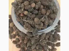 Зображення для оголошення Куплю шишки вільхи