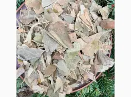 Зображення для оголошення Гінкго білоба