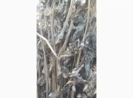 Зображення для оголошення Продам чистототіл сушений