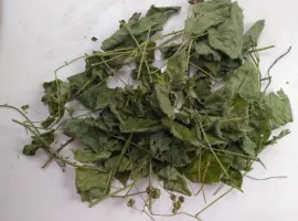 Зображення для оголошення Ожина (ежевика) листя сушене куплю