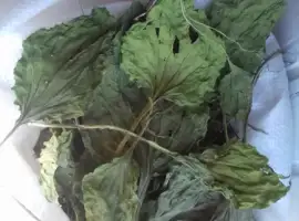 Зображення для оголошення Куплю Подорожник сушене листя