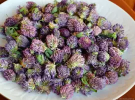 Зображення для оголошення Конюшина квіт куплю