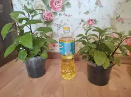 Зображення для оголошення Джинура прокумбенс