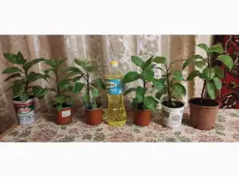 Зображення для оголошення Джинура рослина для лікування