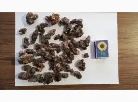 Зображення для оголошення Купим сухой корень кульбабы