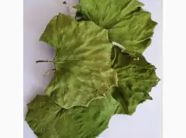 Зображення для оголошення Куплю лист підбілу (мати-й-мачухи)