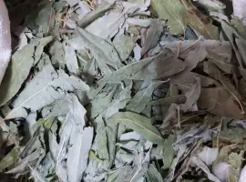 Зображення для оголошення Верба (іва) листя сушене куплю
