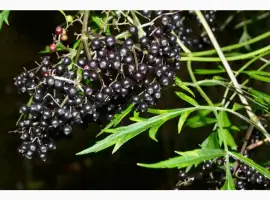 Зображення для оголошення Купим СУШЕНУЮ ягоду красной рябины. бузину шиповник терен и боярышник.Самовывоз
