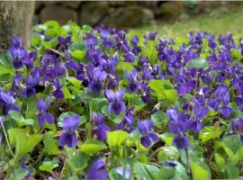 Зображення для оголошення Куплю траву фіалки запашної