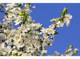 Зображення для оголошення Куплю сухий цвіт терену