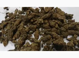 Зображення для оголошення Закупаем корень калгана