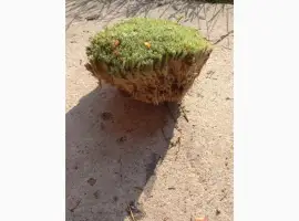 Зображення для оголошення Мох кочка