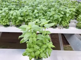 Зображення для оголошення Продам салати та зелень цілий рік (гідропоніка)