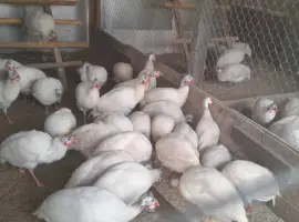 Зображення для оголошення Інкубаційні яйця цесарок