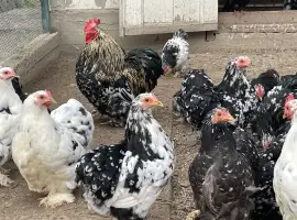 Зображення для оголошення Кури карликові кохенхіни