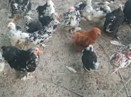 Зображення для оголошення Кури карликові кохенхіни