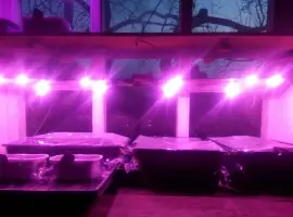 Зображення для оголошення Семена табака и махорки - 160 сортов