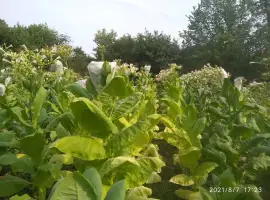 Зображення для оголошення Насіння тютюну 82 сортів семена табака