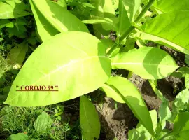 Зображення для оголошення Продаю семена табака - 7 сортов и Махорки