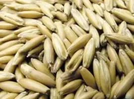 Зображення для оголошення Продам овес кормовой фуражный