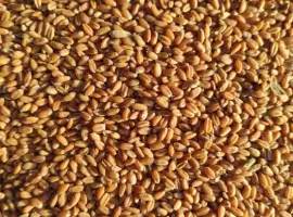 Зображення для оголошення Продам зерно: пшеницу, кукурузу, овес, ячмень.
