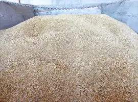 Зображення для оголошення Продам Овес. Є об'єм.Домашній кормовий.