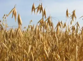 Зображення для оголошення Продам зерно ОВЕС!!!