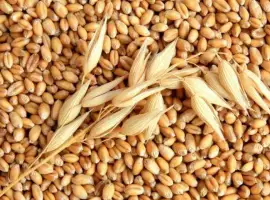 Зображення для оголошення Продам ячмень фуражний, р-н Краматорска