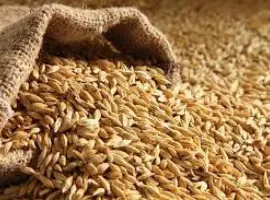 Зображення для оголошення Продам 45 т. Фуражного ячменю
