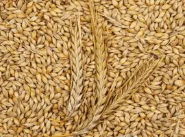 Зображення для оголошення Продам 25 т ячменю фуражного