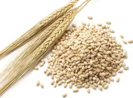 Зображення для оголошення Продам ячмень фуражний (озимий),