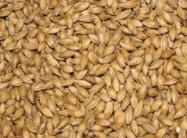 Зображення для оголошення Продам Ячмень фуражный 2 Сандра