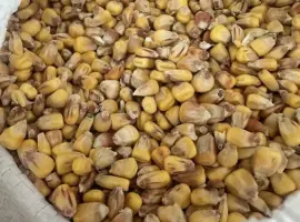 Зображення для оголошення Кукурудза суха кормова