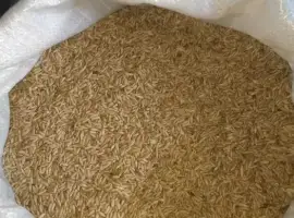 Зображення для оголошення Жито озиме, насіння, зерно
