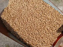 Зображення для оголошення Продам тритікале, овес, пшеницю, ячмінь.