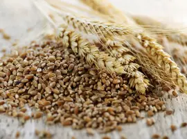 Зображення для оголошення Продам зерно тритікале