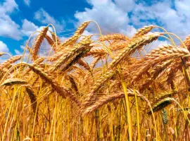 Зображення для оголошення Семена озимого тритикале Славное, 1 репродукция