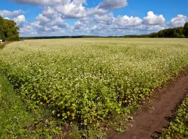 Зображення для оголошення Продам насіння гречки АРНО і PANNY