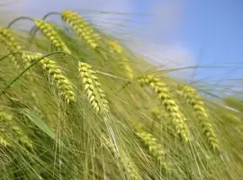 Ячмінь Фінола в Україні 2026 рік