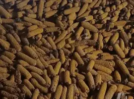 Зображення для оголошення Продам кукурудзу у качані