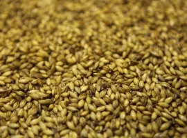 Зображення для оголошення Продам фуражну пшеницю