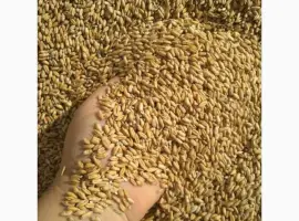Зображення для оголошення Продам пшеницу фуражную