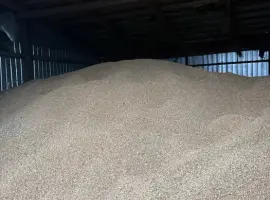 Зображення для оголошення Продам фуражну пшеницю