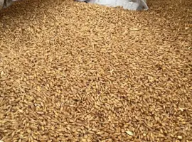 Зображення для оголошення Продам фуражну пшеницю