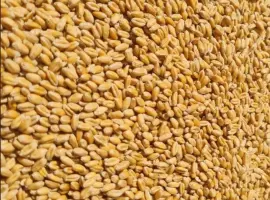 Зображення для оголошення Продам пшеницю фуражну .