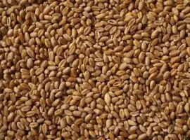 Зображення для оголошення Пшениця продам!Цьогорічна.